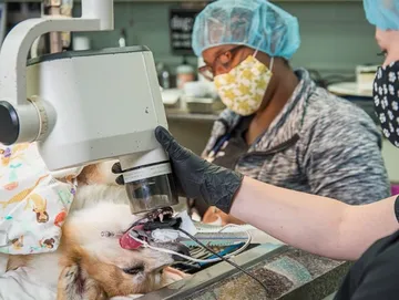 how much does orthopedic surgery cost for a dog