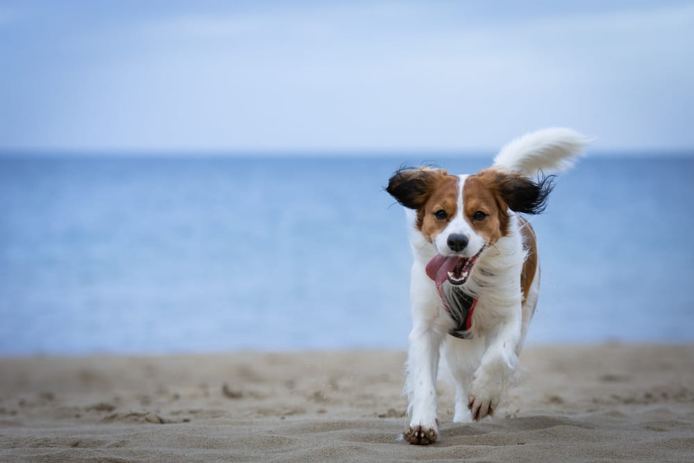 Pet Surgery Raleigh, Durham, and Greensboro