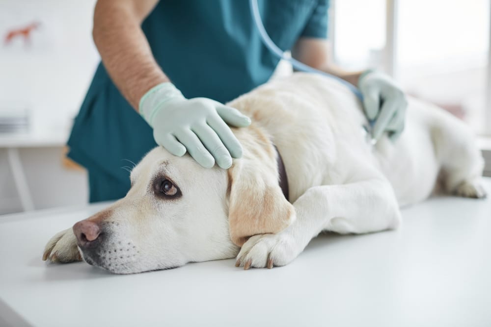 Pet Surgery Raleigh, Durham, and Greensboro