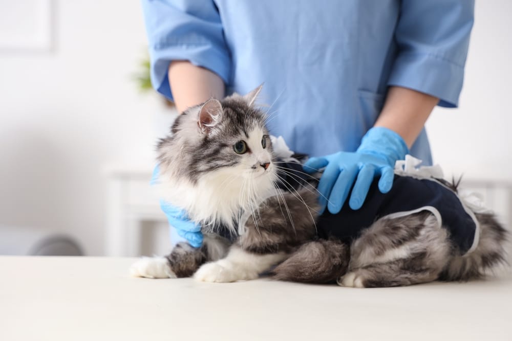 Pet Surgery Raleigh, Durham, and Greensboro