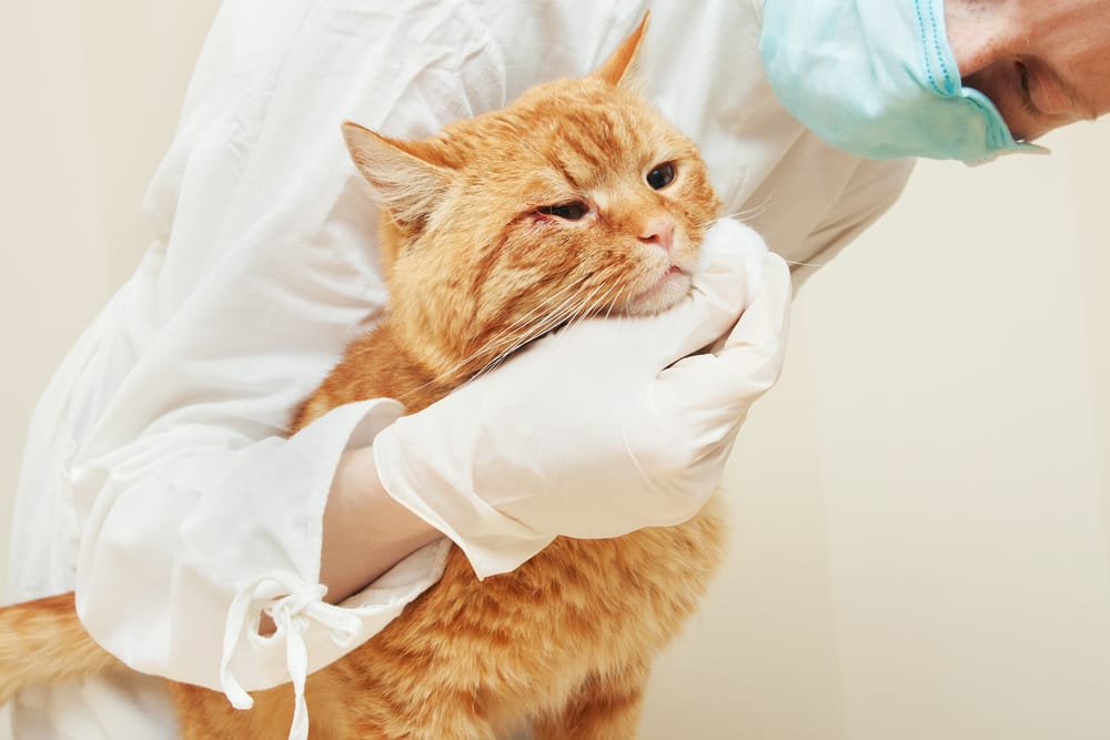 Pet Surgery Raleigh, Durham, and Greensboro